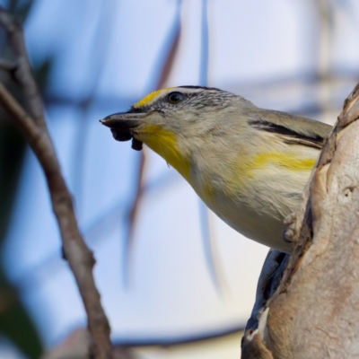 Pardalotus striatus (Striated Pardalote) at Forde, ACT - 10 Jan 2023 by KorinneM