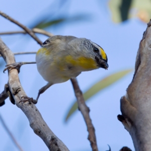 Pardalotus striatus at Forde, ACT - 10 Jan 2023 07:11 PM