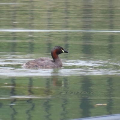 Tachybaptus novaehollandiae (Australasian Grebe) at Symonston, ACT - 15 Jan 2023 by RodDeb