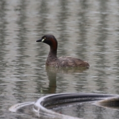 Tachybaptus novaehollandiae at Symonston, ACT - 15 Jan 2023