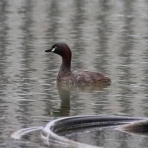 Tachybaptus novaehollandiae at Symonston, ACT - 15 Jan 2023