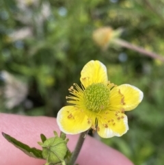 Geum urbanum (Herb Bennet) at Rendezvous Creek, ACT - 14 Jan 2023 by Ned_Johnston