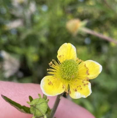 Geum urbanum (Herb Bennet) at Rendezvous Creek, ACT - 14 Jan 2023 by NedJohnston