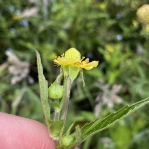 Geum urbanum at Rendezvous Creek, ACT - 14 Jan 2023