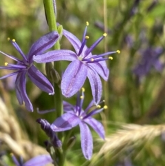 Caesia calliantha (Blue Grass-lily) at Namadgi National Park - 14 Jan 2023 by NedJohnston