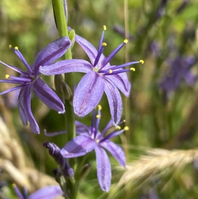 Caesia calliantha (Blue Grass-lily) at Rendezvous Creek, ACT - 14 Jan 2023 by Ned_Johnston