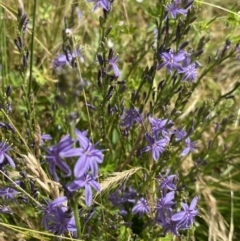 Caesia calliantha at Rendezvous Creek, ACT - 14 Jan 2023