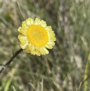 Coronidium gunnianum at Mount Clear, ACT - 14 Jan 2023 12:53 PM