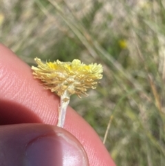 Coronidium gunnianum at Mount Clear, ACT - 14 Jan 2023 12:53 PM