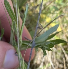 Coronidium gunnianum at Mount Clear, ACT - 14 Jan 2023 12:53 PM