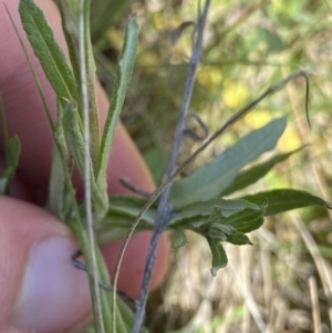 Coronidium gunnianum at Mount Clear, ACT - 14 Jan 2023 12:53 PM