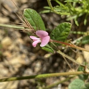 Desmodium gunnii at Mount Clear, ACT - 14 Jan 2023