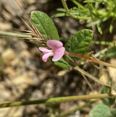 Pullenia gunnii (A Tick-Trefoil) at Mount Clear, ACT - 14 Jan 2023 by Ned_Johnston