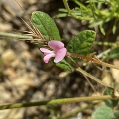 Desmodium gunnii (A Tick-Trefoil) at Mount Clear, ACT - 14 Jan 2023 by Ned_Johnston