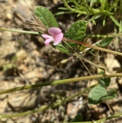 Pullenia gunnii at Mount Clear, ACT - 14 Jan 2023