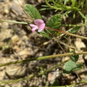 Desmodium gunnii at Mount Clear, ACT - 14 Jan 2023