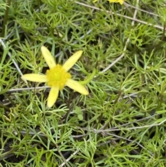 Ranunculus inundatus (River Buttercup) at Mount Clear, ACT - 14 Jan 2023 by Ned_Johnston