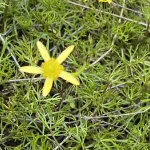 Ranunculus inundatus at Mount Clear, ACT - 14 Jan 2023 12:36 PM