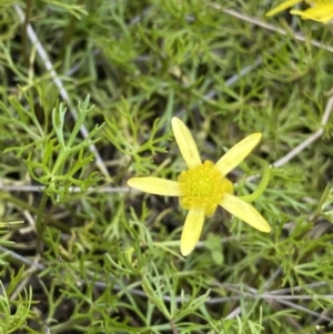 Ranunculus inundatus at Mount Clear, ACT - 14 Jan 2023