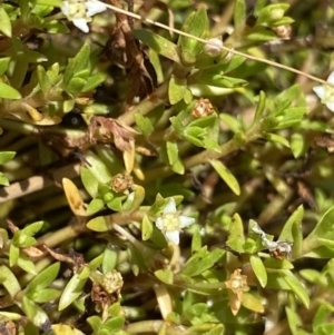 Crassula helmsii at Mount Clear, ACT - 14 Jan 2023