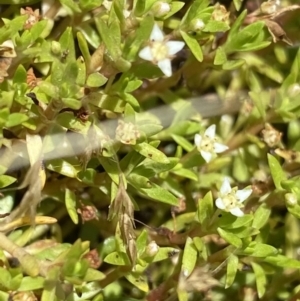 Crassula helmsii at Mount Clear, ACT - 14 Jan 2023