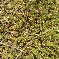 Crassula helmsii at Mount Clear, ACT - 14 Jan 2023