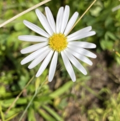 Brachyscome radicans (Marsh Daisy) at Mount Clear, ACT - 14 Jan 2023 by Ned_Johnston