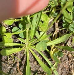 Brachyscome radicans at Mount Clear, ACT - 14 Jan 2023 11:19 AM