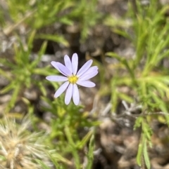 Vittadinia muelleri (Narrow-leafed New Holland Daisy) at Mount Clear, ACT - 14 Jan 2023 by Ned_Johnston