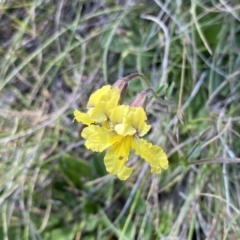 Goodenia paradoxa (Spur Goodenia) at Booth, ACT - 14 Jan 2023 by NedJohnston