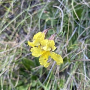 Goodenia paradoxa at Booth, ACT - 14 Jan 2023 10:16 AM