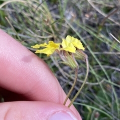 Goodenia paradoxa at Booth, ACT - 14 Jan 2023