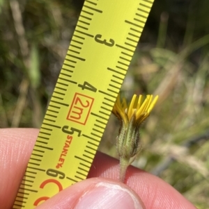 Picris angustifolia subsp. merxmuelleri at Booth, ACT - 14 Jan 2023