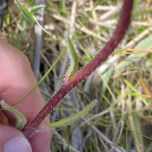 Picris angustifolia subsp. merxmuelleri at Booth, ACT - 14 Jan 2023