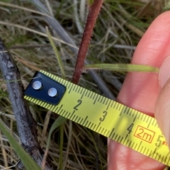 Picris angustifolia subsp. merxmuelleri at Booth, ACT - 14 Jan 2023