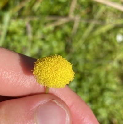 Craspedia variabilis (Common Billy Buttons) at Booth, ACT - 13 Jan 2023 by Ned_Johnston