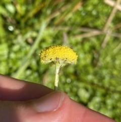 Craspedia variabilis at Booth, ACT - 14 Jan 2023