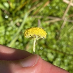 Craspedia variabilis at Booth, ACT - 14 Jan 2023