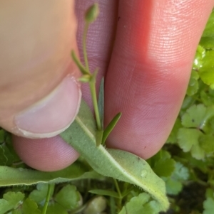 Craspedia variabilis at Booth, ACT - 14 Jan 2023