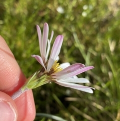 Celmisia sp. Pulchella (M.Gray & C.Totterdell 7079) Australian National Herbarium at Booth, ACT - 14 Jan 2023