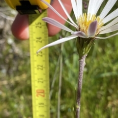 Celmisia sp. Pulchella (M.Gray & C.Totterdell 7079) Australian National Herbarium at Booth, ACT - 14 Jan 2023 09:36 AM