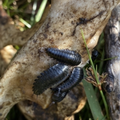 Ptomaphila lacrymosa (Carrion Beetle) at Booth, ACT - 13 Jan 2023 by Ned_Johnston