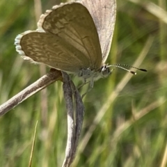 Zizina otis (Common Grass-Blue) at Booth, ACT - 13 Jan 2023 by Ned_Johnston