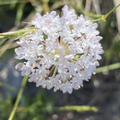 Trachymene humilis subsp. humilis (Alpine Trachymene) at Booth, ACT - 14 Jan 2023 by Ned_Johnston