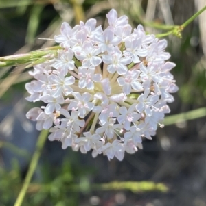 Trachymene humilis subsp. humilis at Booth, ACT - 14 Jan 2023 09:14 AM