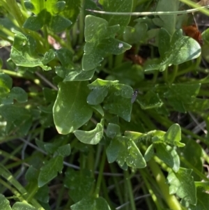 Trachymene humilis subsp. humilis at Booth, ACT - 14 Jan 2023 09:14 AM