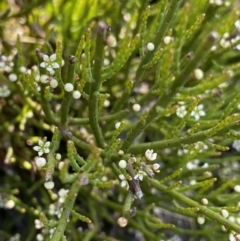 Choretrum pauciflorum (Dwarf Sour Bush) at Booth, ACT - 14 Jan 2023 by NedJohnston