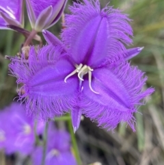 Thysanotus tuberosus (Common Fringe-lily) at Black Mountain - 25 Dec 2022 by Ned_Johnston