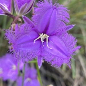 Thysanotus tuberosus at Bruce, ACT - 26 Dec 2022