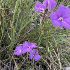 Thysanotus tuberosus at Bruce, ACT - 26 Dec 2022